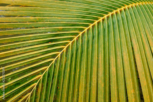 palm leaf pattern