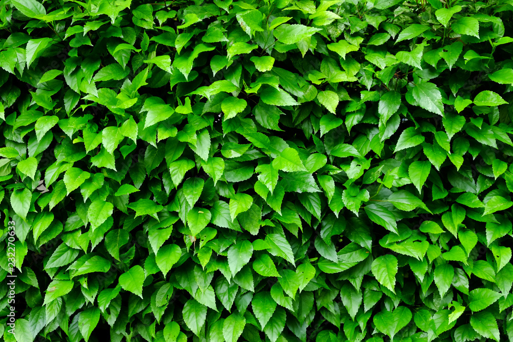 Obraz premium leaf and bush plant wall