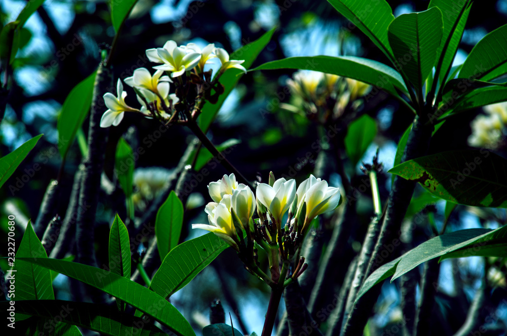 Obraz premium Beautiful of white Plumeria flowers outdoor at Chiang Mai,Thailand.