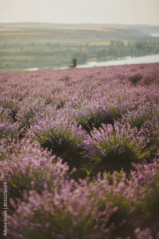 Obraz premium summer lavender field in bloom