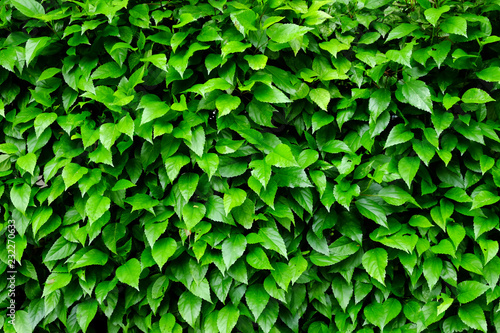 leaf and bush plant wall