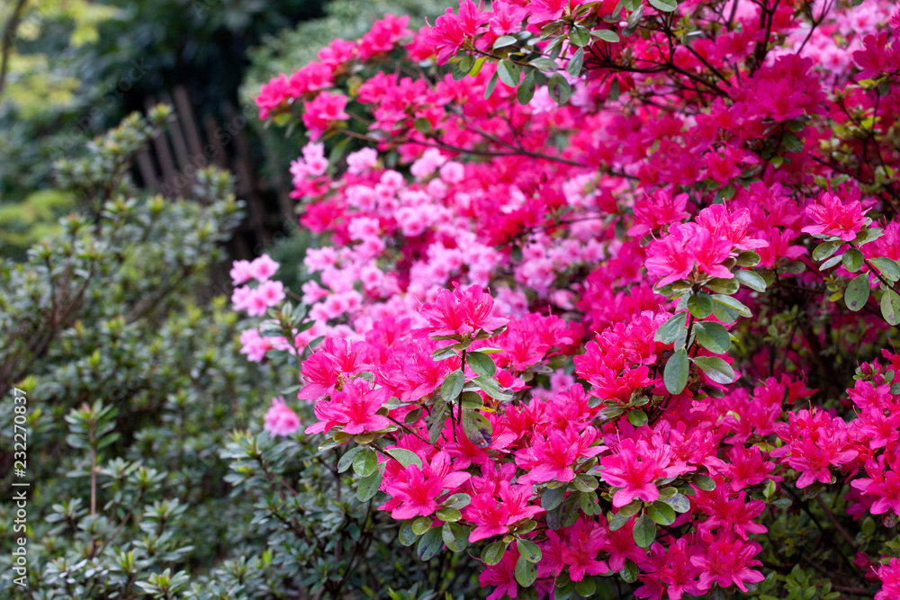 Bright magenta rhododendron flowers (azalea flowers) Bright magenta rhododendron flowers (azalea flowers)