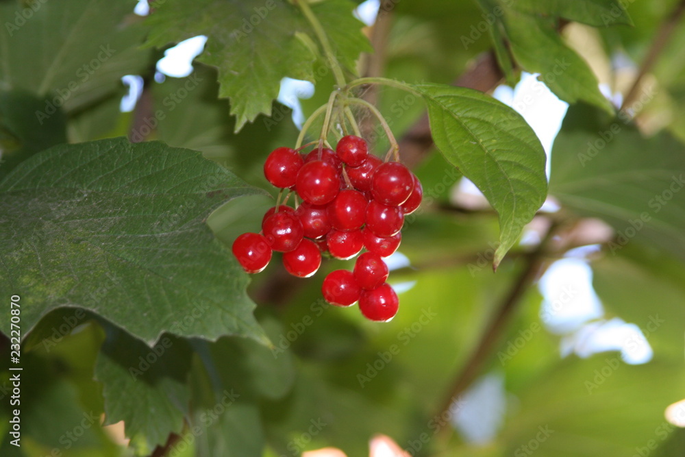 Fototapeta premium berry