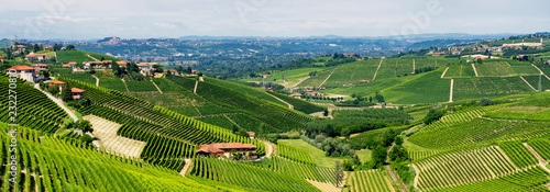 Vineyards near Barbaresco, Cuneo, in Langhe photo