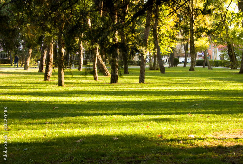 Fototapeta premium Park