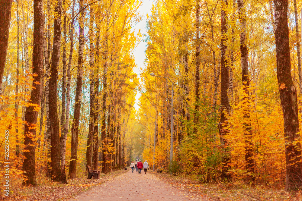 walk in the autumn park