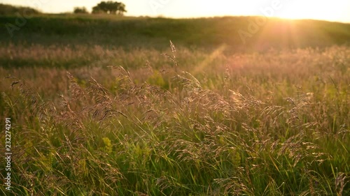 Beautiful meadow with wild oats at sunset in summer