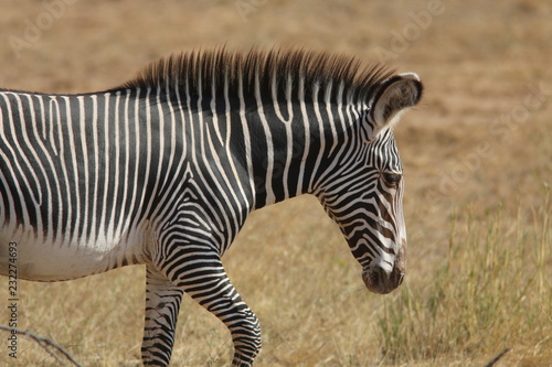 Grevy s Zebra  Kenya