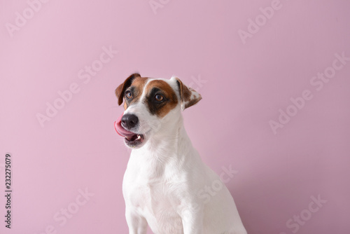 Cute funny dog on color background