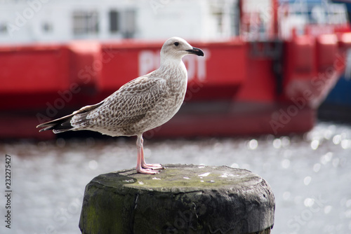 Möve im Hafen