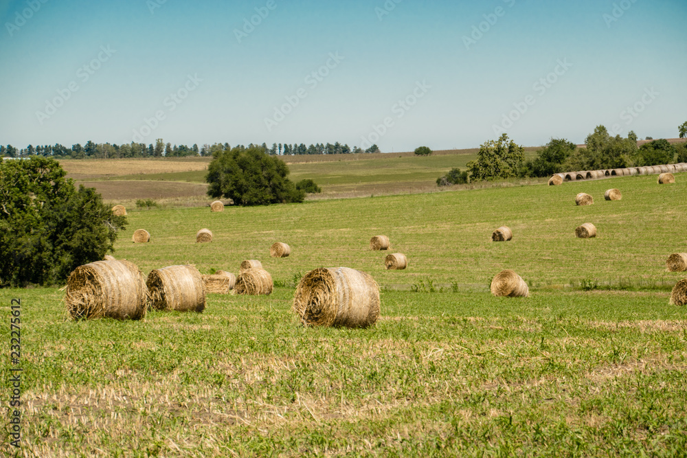 Farm rolls