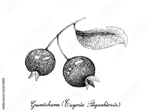 Berry Fruit, Illustration Hand Drawn Sketch of Fresh Grumichama Cherry or Eugenia Brasiliensis Fruits Isolated on White Background. photo