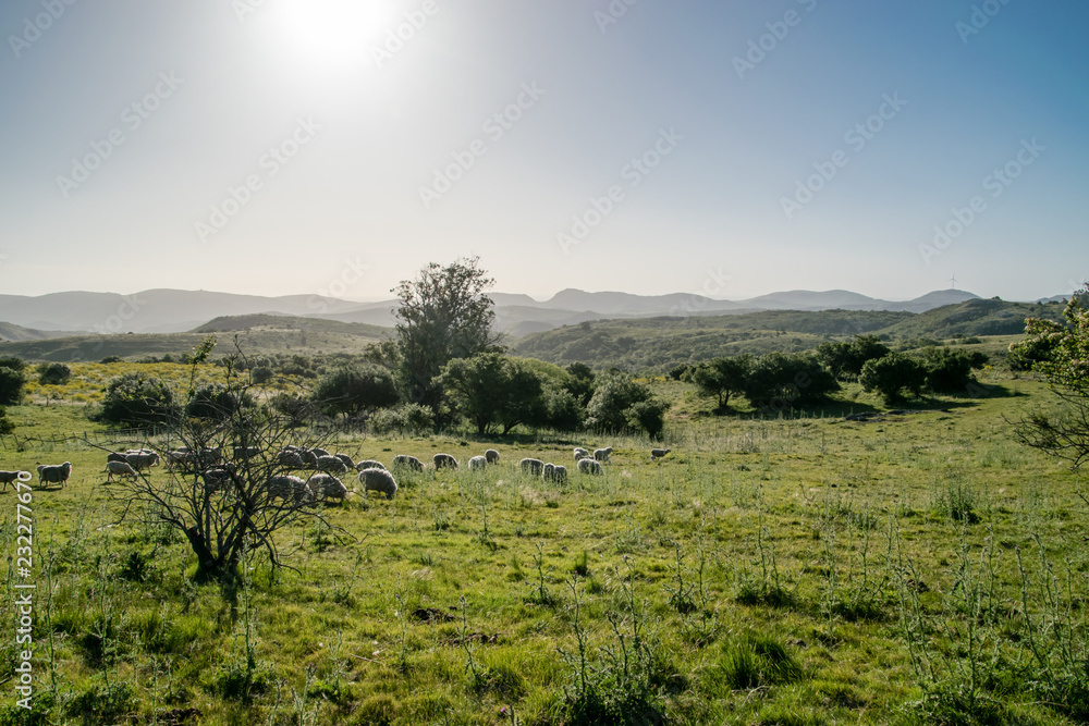 Rural landscape with sheeps