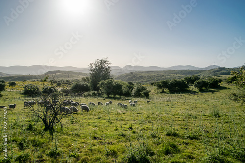 Rural landscape with sheeps