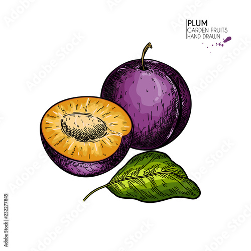 Hand drawn colored plum, half and leaf. Vector engraved illustration. Juicy natural fruit. Food healthy ingredient. For cooking, cosmetic package design, medicinal herb, treating, healt care.