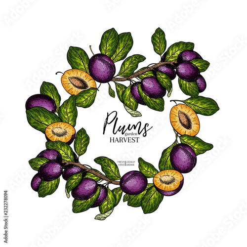 Hand drawn banner of plums. Summer colored harvest. Vector vintage engraved style. Autumn garden fruits and berries. Fall holiday flyer. Thanksgiving, farm festival, food market design.
