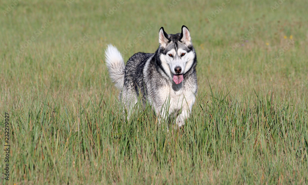 one adult dog breed alaskan malamute breed stands in a field with high green and yellow grass in autumn, raised one paw, goes, looks into the camera, brown eyes, white with black and gray color, sunny