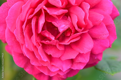 rose flower © Matthewadobe