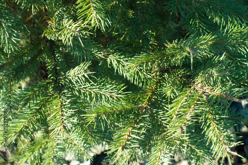 Macro of green needle like leaves of spruce