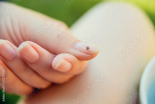 Tick crawling on finger. The concept of danger of tick bite. photo