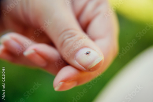 Tick crawling on finger. The concept of danger of tick bite. photo