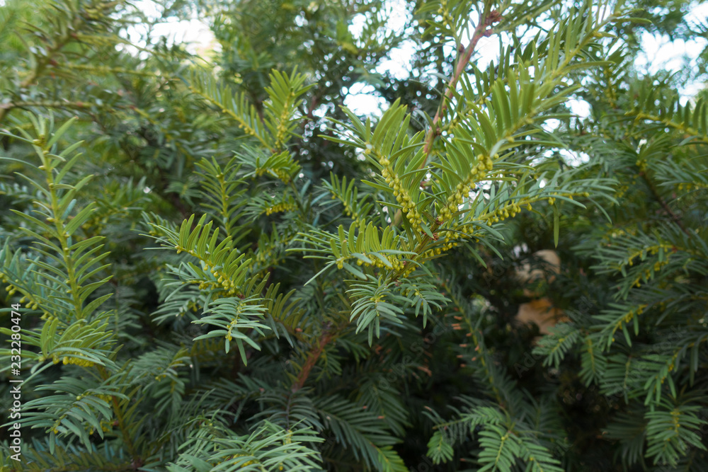 Immature male cones of yew in autumn