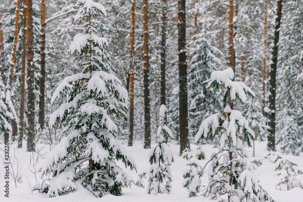 Fabulous Magic Fairy Tale Winter Forest Beautiful Picturesque Wintertime Wild Nature Landscape Trees Covered With Snow Fantasy Cold Deserted Frosty Xmas Wood Dramatic Scenic Snowfall Environment Stock Photo Adobe Stock Fabulous Magic Fairy Tale Winter Forest Beautiful Picturesque Wintertime Wild Nature Landscape Trees Covered With Snow Fantasy Cold Deserted Frosty Xmas Wood Dramatic Scenic Snowfall Environment Stock Photo Adobe Stock