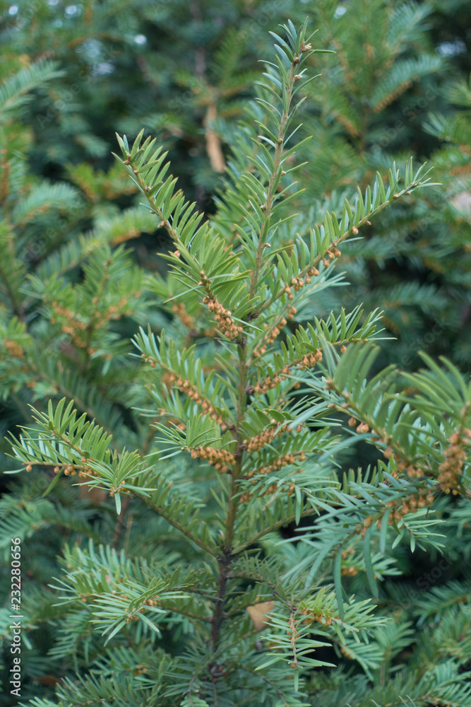 Male cones on branches of yew bush in autumn