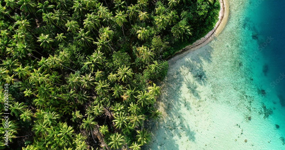 Fototapeta Las palmowy z laguną. Widok z lotu ptaka