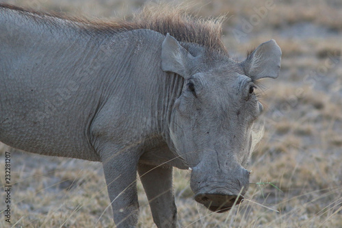 Warthog  Kenya