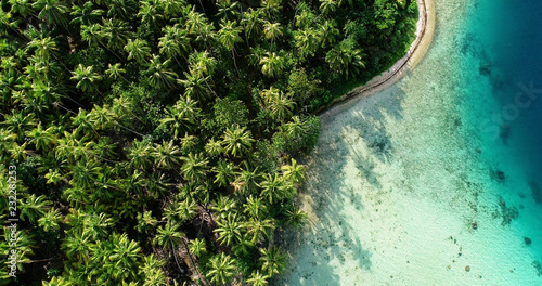 palm forest with lagoon in aerial view photo