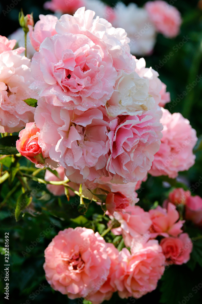 Rose mit Wassertropfen Rose mit Wassertropfen