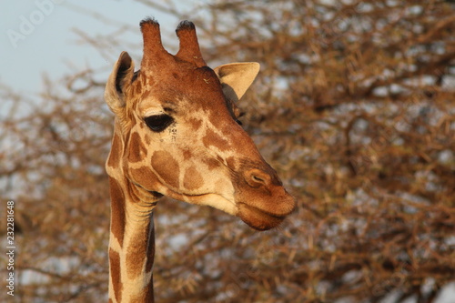 Photography Giraffe close-up