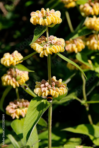 Russel-Brandkraut (Phlomis russeliana) mit Blüten