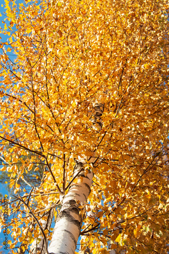autumn birch against the blue sky