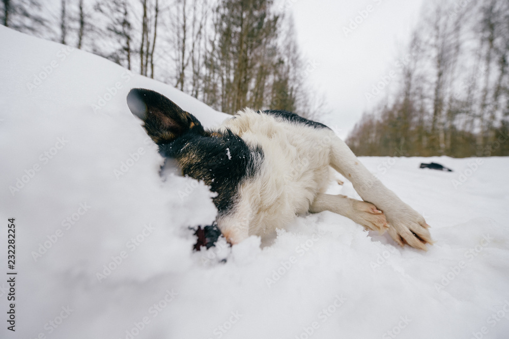 Closeup funny portrait of lovely puppy playing with snow. Purebred dog sliding her muzzle into snowdrifts. Happy domestic animal relaxing and chilling in winter. Strange unusual odd pet outdoor. Closeup funny portrait of lovely puppy playing with snow. Purebred dog sliding her muzzle into snowdrifts. Happy domestic animal relaxing and chilling in winter. Strange unusual odd pet outdoor.