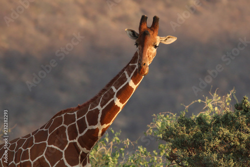 Photography Giraffe on the Masai Mara