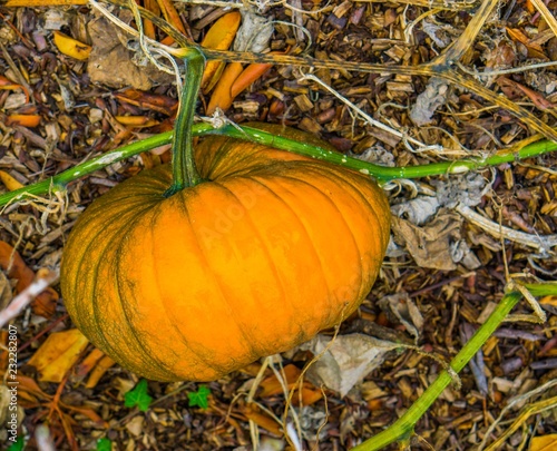 ripe big orange halloween pumpkin growing on a pumpkin plant in an organic garden photo