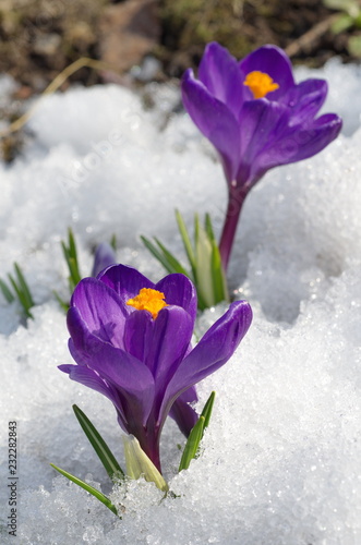 Purple Crocuses bloom in the spring © koromelena