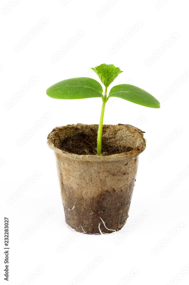 Peat pot with the sprout of a cucumber on a white background Peat pot with the sprout of a cucumber on a white background
