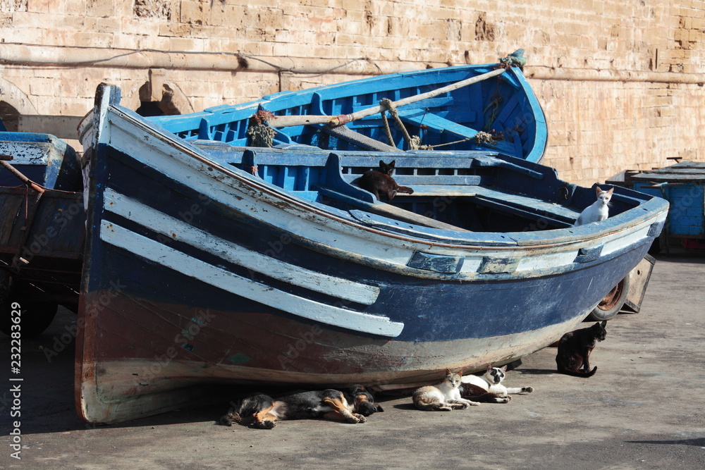 Blue boats and resting cats in Essaouira port, Morocco