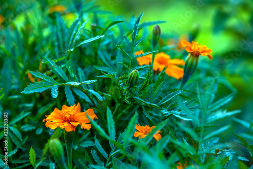 Bright colorful flowers in the gardenat dusk in the evening in country cottage area with very blurred background. Orange Marigold еagetes with green foliage, disclosed and closed not bloomed. photo