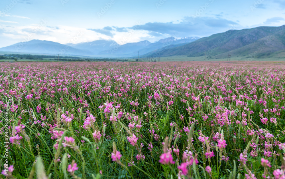 Pink flowers in a field near the mountains Pink flowers in a field near the mountains
