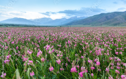Pink flowers in a field near the mountains