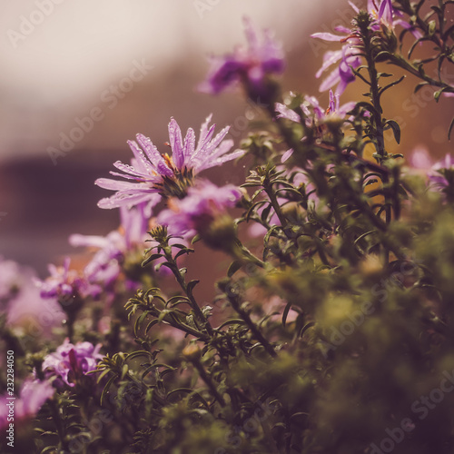 Beautiful  colorful flowers on the background of the morning sun. Close-up  blurred background.