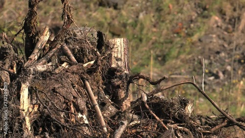 Wallpaper Mural The roots of trees on the glade. 4K, UHD, 50p, Cinematic,Closeup, Torontodigital.ca