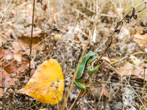 Hyla arborea