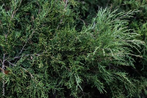 full frame image of cypress tree branches background