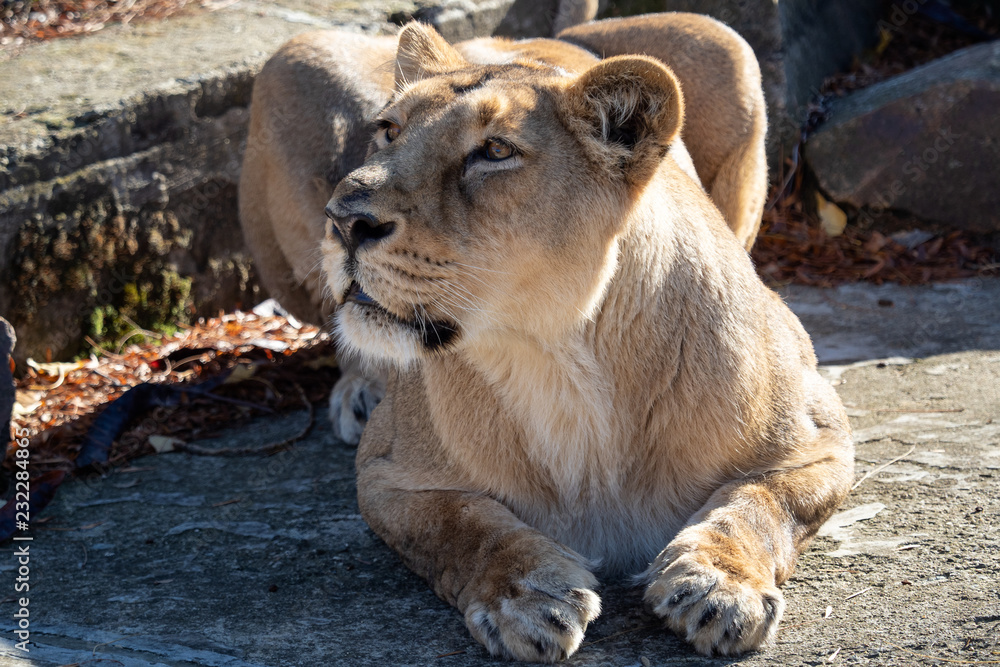 Obraz premium Asiatic lioness (Panthera leo persica). A critically endangered species.