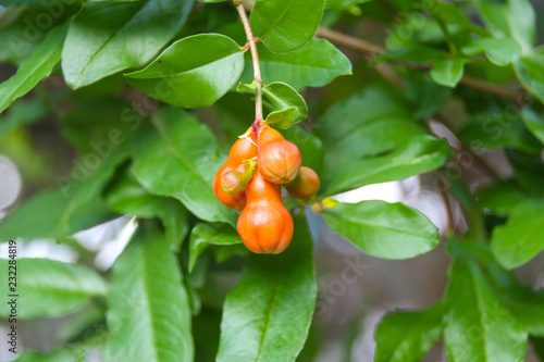 Ruby flowers are blooming.